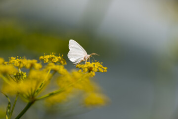 small white butterfly on a yellow flower