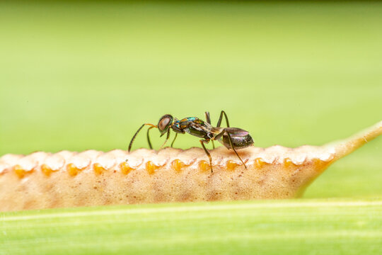 parasitoid wasp