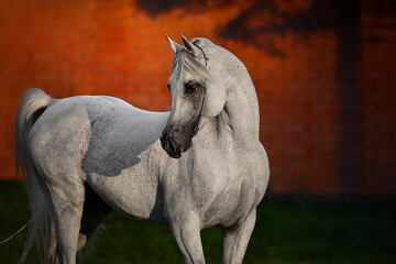 Portrait of a beautiful gray arabian horse looks back on natural background, head closeup - obrazy, fototapety, plakaty