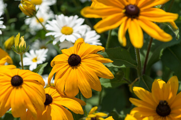 brown-eyed susans and white daisies in the sun