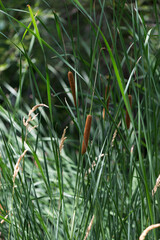 Fototapeta premium cattails or bulrushes in a marshy area of the park