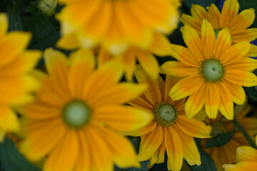 rudbeckia hirta with centers that are green