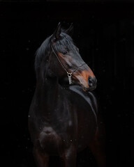 Portrait of a beautiful black horse on black background isolated, head closeup.