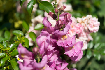 pink snapdragons (Antirrhinum) in the sun