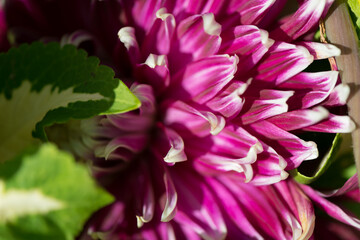 pink and white dahlia petals close up