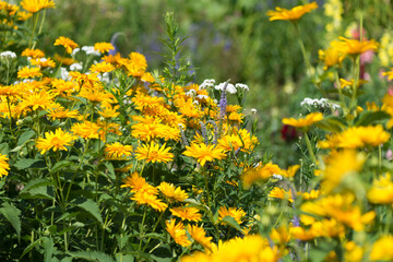 field of yellow flowers