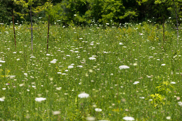 field of wild carrot (Daucus carota) in the sun