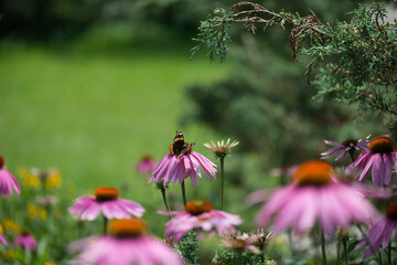 echinacea flowers in the park (red admiral)