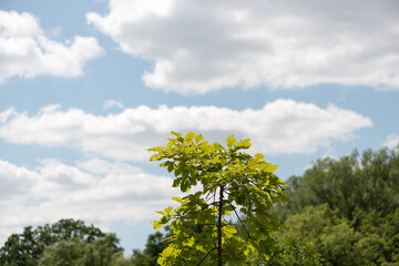 Fototapeta premium trees and sky