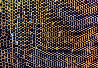 Honeycomb from bee hive filled with golden honey