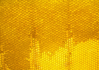 Honeycomb from bee hive filled with golden honey