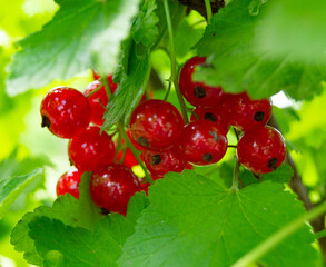 Photography on theme beautiful bush berry red currant