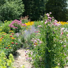 Obraz premium flowers in the garden