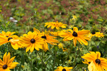 Naklejka premium yellow flowers in the garden