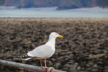 White gull stands on the railing. Seagull close up