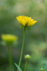 yellow flower in the garden