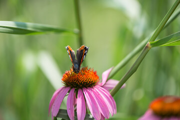 butterfly on a pink coneflower (bokeh background)