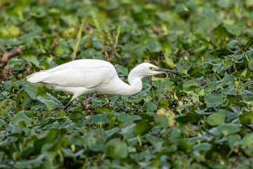Close-up of a standing little egret