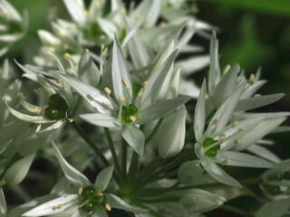 Blooming Wild garlic plants allium Ursinum in a forest