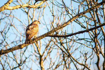 red tailed hawk