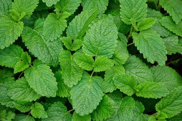 Lemon balm background. Green leaves in close up