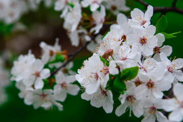 White cherry blossom branch. Blooming cherry tree in the spring garden