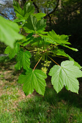 sycamore tree new spring leaf growth