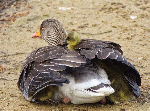Greylag Goose Anser anser with a young gosling under her wing