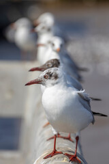 Group of seagull at the pier in Thailand.