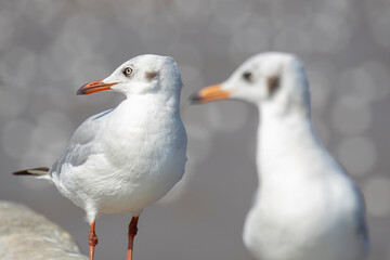 Group of seagull at the pier in Thailand.