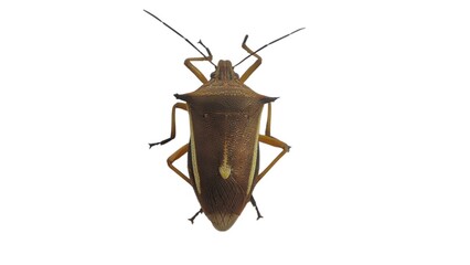 Gray insects | Stink bugs, stink beetles, white background