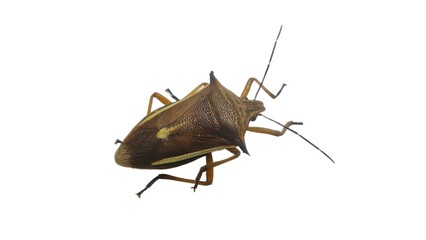 Gray insects | Stink bugs, stink beetles, white background