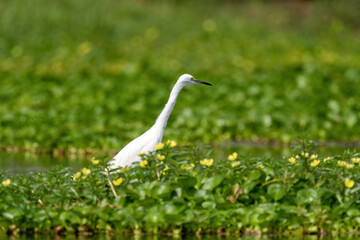 Close-up of a standing little egret