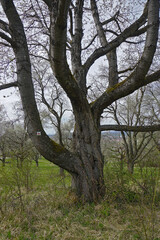 Fototapeta na wymiar Mächtiger Kirschbaum auf blühender Kirschbaumwiese; Mighty Cherry tree on blooming cherry orchard meadow