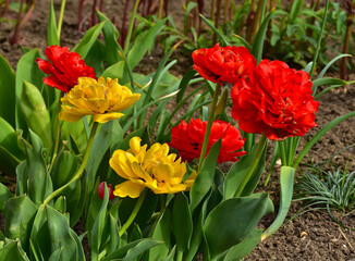 Gefüllte frühe Tulpe; Tulipa 'Aga Khan'; double early tulip;