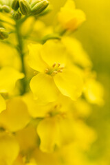 Obraz premium canola flower