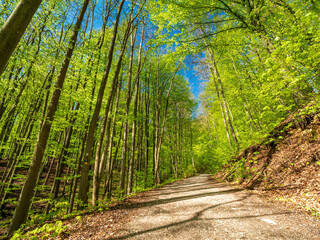 Obraz na płótnie Canvas Bavarian Forest gravel trail path with nature sun rays though the tree spots