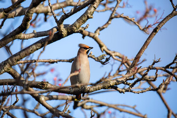 Waxwing