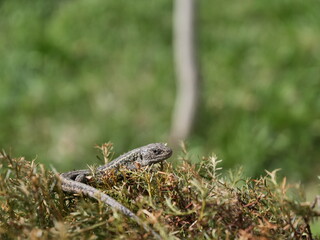lizard on the stone