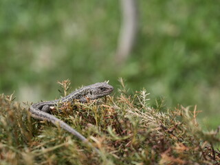lizard on a rock