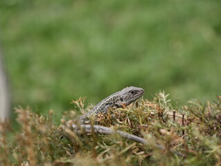 lizard on the grass