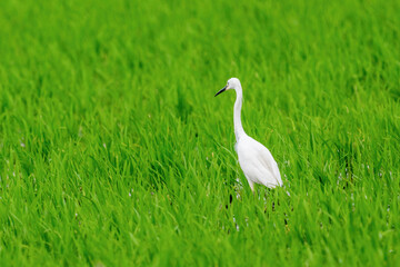 Fototapeta premium Close-up of a standing little egret