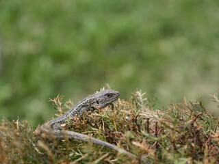 lizard on the grass