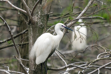 Close-up of a standing little egret