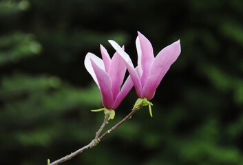 Magnolienblüte
