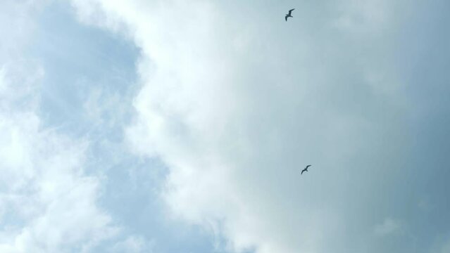 空を飛んでいる鳥