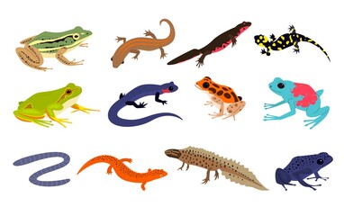 Tropical amphibian. Different frogs and lizards breed, toad and chameleon various colors, salamander, newt and triton, terrarium inhabitants, rainforest animal exotic reptiles, vector set - obrazy, fototapety, plakaty