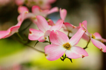 Closeup of flowering dogwood also called Cornus florida in early spring.  Flowering dogwood is a species of flowering tree in the family Cornaceae native to eastern North America and northern Mexico.