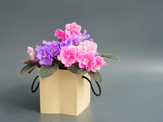 A bouquet of flowers in a gift box for a birthday, mother's day, valentine's day. Blue and pink violets on a gray background. Blooming home flowers. Saintpaulia  side view.	
