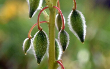 Haarige Knospen einer Gartenbalsamine 